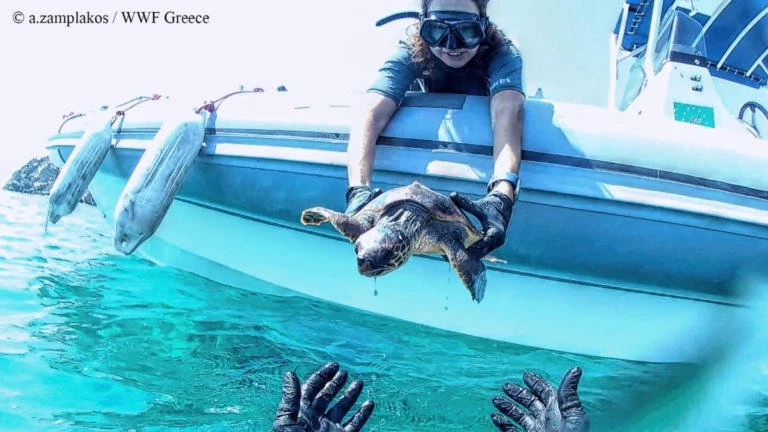 Σύρος: Τραυματισμένη θαλάσσια χελώνα διασώθηκε από εθελοντές (εικόνες)